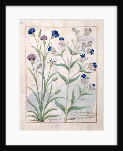 Ms Fr. Fv VI #1 fol.129v Illustration from the 'Book of Simple Medicines' by Mattheaus Platearius c.1470 by Robinet Testard