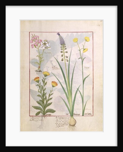 Ms Fr. Fv VI #1 fol.118r Illustration from the 'Book of Simple Medicines' by Mattheaus Platearius c.1470 by Robinet Testard