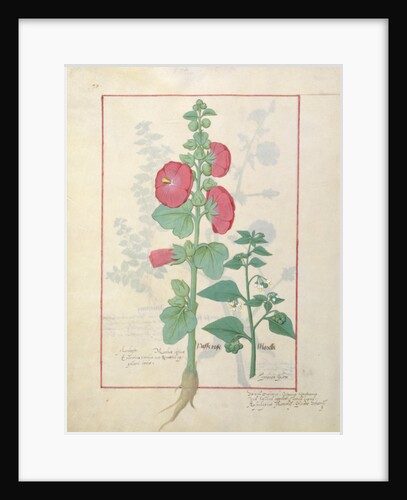 Illustration from the 'Book of Simple Medicines by Robinet Testard