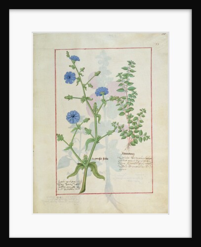 Ms Fr. Fv VI #1 fol.160r Illustration from the 'Book of Simple Medicines' by Mattheaus Platearius c.1470 by Robinet Testard