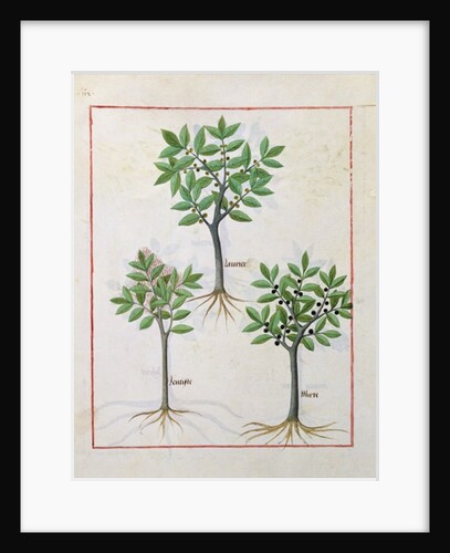 Ms Fr. Fv VI #1 fol.166v Illustration from the 'Book of Simple Medicines' by Mattheaus Platearius c.1470 by Robinet Testard