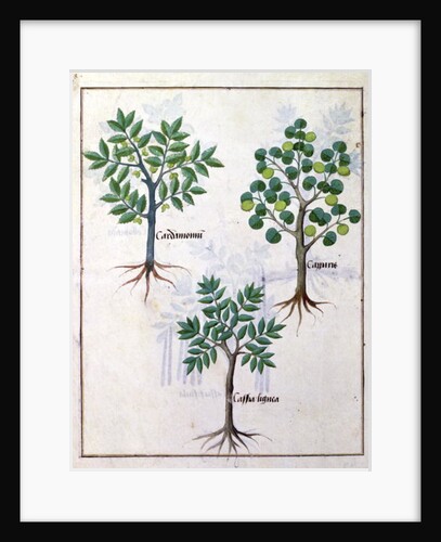 Illustration from the 'Book of Simple Medicines by Robinet Testard