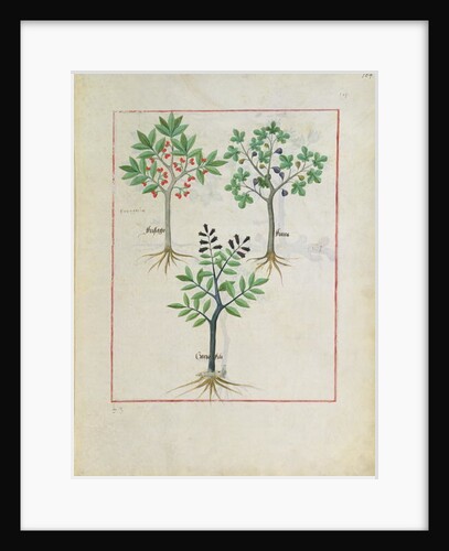 Ms Fr. Fv VI #1 fol.164r Illustration from the 'Book of Simple Medicines' by Mattheaus Platearius c.1470 by Robinet Testard