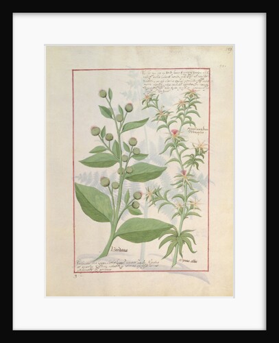 Ms Fr. Fv VI #1 fol.159r Illustration from the 'Book of Simple Medicines' by Mattheaus Platearius c.1470 by Robinet Testard