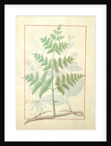 Ms Fr. Fv VI #1 fol.159v Illustration from the 'Book of Simple Medicines' by Mattheaus Platearius c.1470 by Robinet Testard