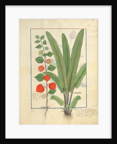 Ms Fr. Fv VI #1 fol.161r Physalis Illustration from the 'Book of Simple Medicines' by Mattheaus Platearius c.1470 by Robinet Testard