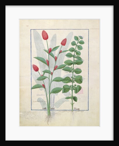 Ms Fr. Fv VI #1 fol.161v Illustration from the 'Book of Simple Medicines' by Mattheaus Platearius c.1470 by Robinet Testard