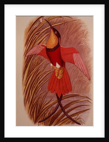 Humming Bird: Crimson Topaz by John Gould