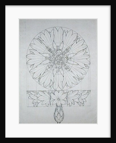Study for a Cornflower, 1808 by Philipp Otto Runge
