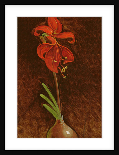 Amaryllis Formosissima, 1808 by Philipp Otto Runge