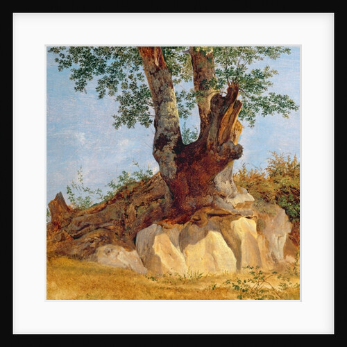 A Tree in Campagna, 1822-23 by Heinrich Reinhold
