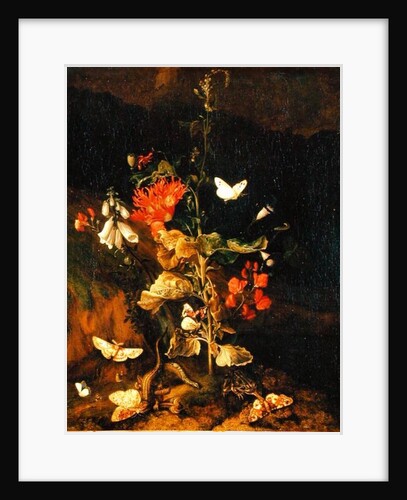 Flower Study by Otto Marseus van Schrieck