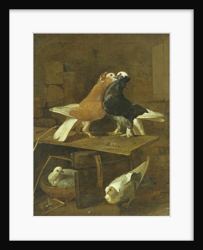 Pigeons by Jacomo Victors