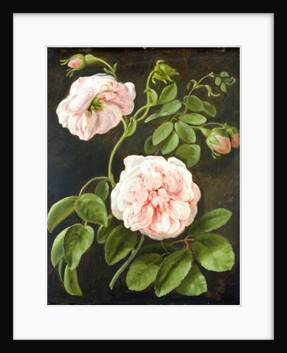 Flower Study by Johann Friedrich August Tischbein