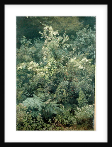 Hops and Ferns in Woodland, 1870 by Valentin Ruths