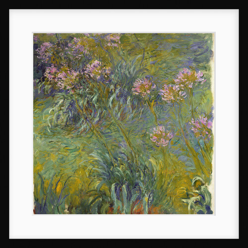 Agapanthus, 1914-26 by Claude Monet