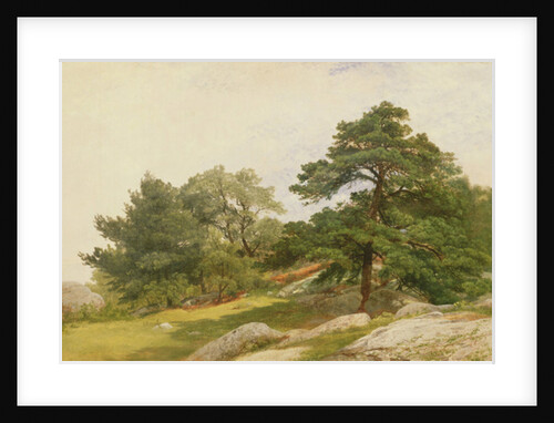 Study for Trees on Beverly Coast by John Frederick Kensett