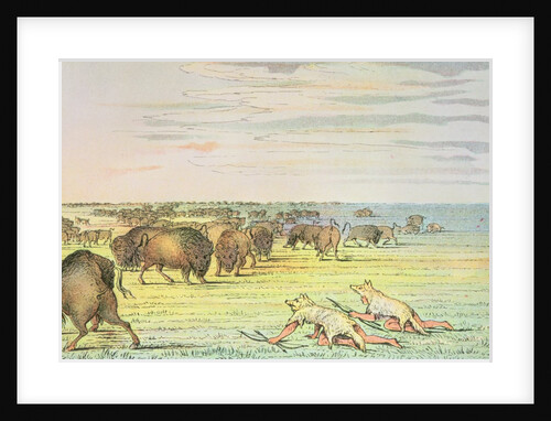 Stalking buffalo by George Catlin