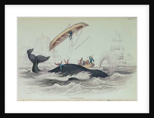 Greenland Whale, book illustration engraved by William Home Lizars by James Stewart