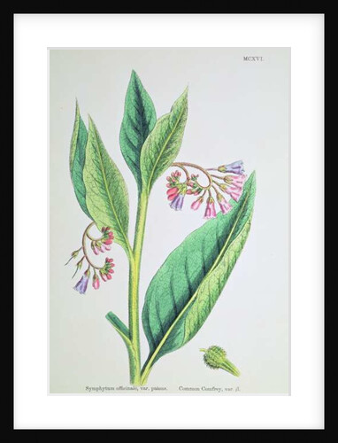 Common Comfrey, plate MCXVI, c.1800 by James Sowerby