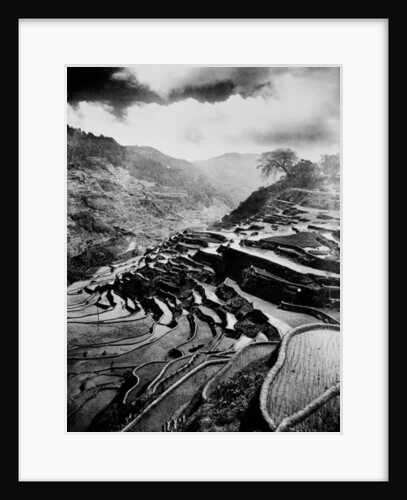 Rice terraces carved out of the hillsides hundreds of years ago by Ifuago farmers, Philippine Islands, c.1890-1923 by Anonymous