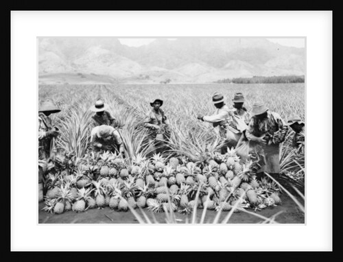 Scene on a pineapple plantation, with harvested pineapples, Hawaii, c.1910-25 by Anonymous