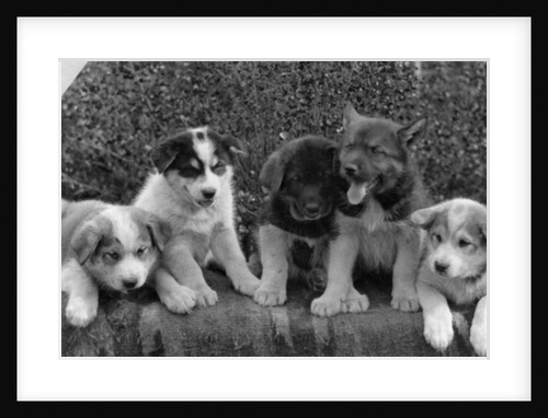 Puppies which will some day pull dog sleds, c.1900-23 by Anonymous