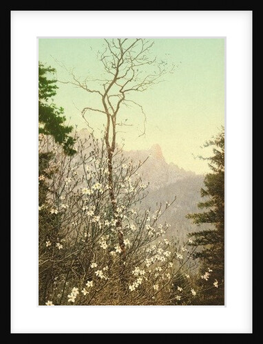 Dogwood blossoms, c.1898-c.1905 by Anonymous