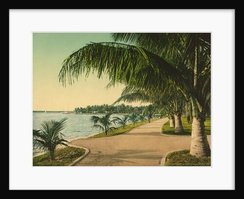 The walk at Palm Beach, c.1898 by Anonymous