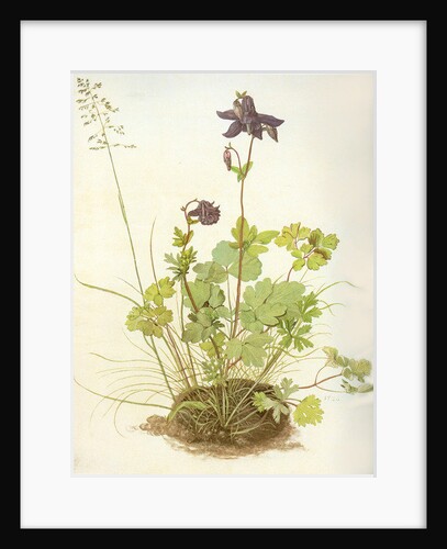 Aquilegia, 1526 by Albrecht Dürer or Duerer