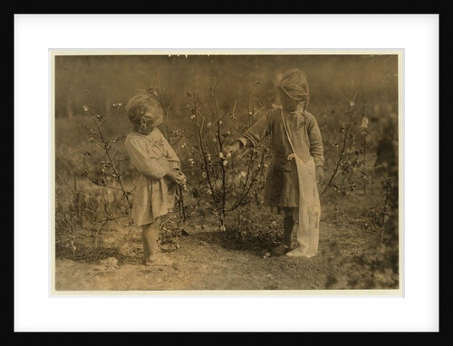 Millie, aged 4 picks 8 pounds of cotton a day and Nellie 5, picks 30 on a farm near Houston, Texas, 1913 by Lewis Wickes Hine