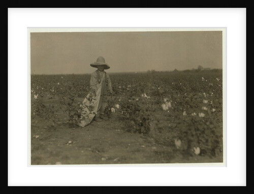 5 year old Willie Hesse picks 15 pounds of cotton a day on his parents' 80 acre farm near West, Texas, 1913 by Lewis Wickes Hine
