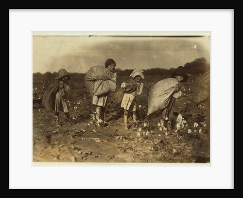 Edith 5 and Hughie 6 pick cotton all day, Alton 7 picks 50 pounds and Ruth 9 picks 75, at H.M. Lane's farm, Bells, Texas, 1913 by Lewis Wickes Hine