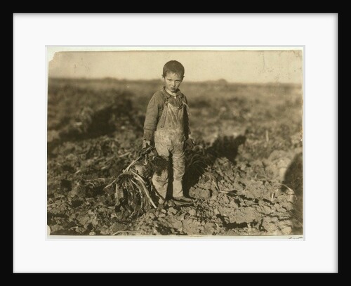 6 year old Jo pulling sugar beets on a farm near Sterling, Colorado, 1915 by Lewis Wickes Hine