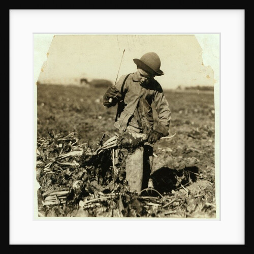 Alex Reiber aged 7 carries on topping sugar beets after 'hooking' his knee, near Sterling, Colorado, 1915 by Lewis Wickes Hine