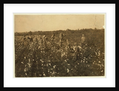 Family picking cotton near McKinney, Texas, 1913 by Lewis Wickes Hine