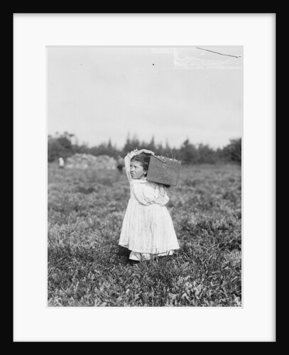 Jennie Camillo picking cranberries at Theodore Budd's Bog, Turkeytown, New Jersey, 1910 by Lewis Wickes Hine
