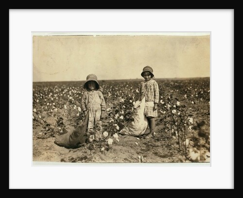 Jewel and Harold Walker, 6 and 5 years old, pick 20 to 25 pounds of cotton a day at Geronimo,Comanche County Oklahoma, 1916 by Lewis Wickes Hine