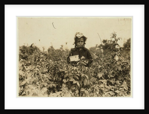 Annie Bissie picking berries in the fields near Baltimore, Maryland, 1909 by Lewis Wickes Hine