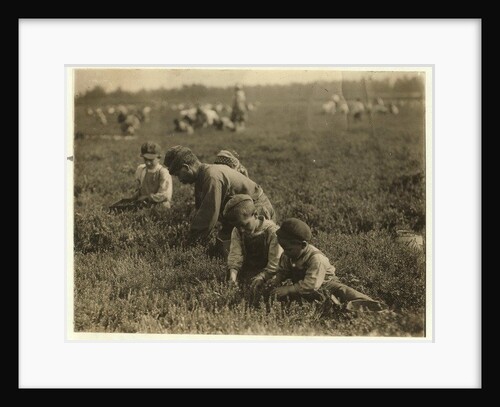 Jo Arnao 3, picking cranberries with his brother 6 and sister 9 at Whites Bog, Browns Mills, New Jersey, 1910 by Lewis Wickes Hine