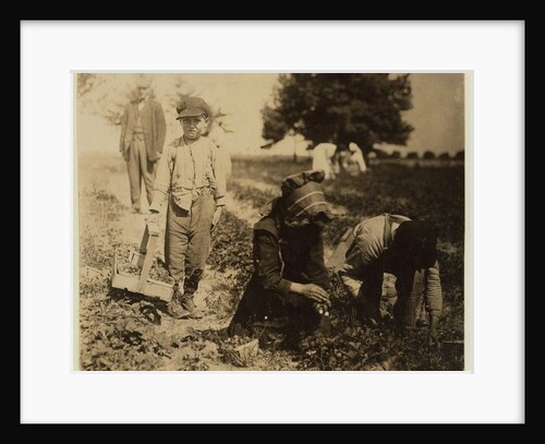 Pete Trombetta, aged 10, picking berries for a 6th season with his sister Mary, 11, who picks 100 quarts a day, and brother Salvatore Trombetta, aged 14, who picks 200 quarts by Lewis Wickes Hine