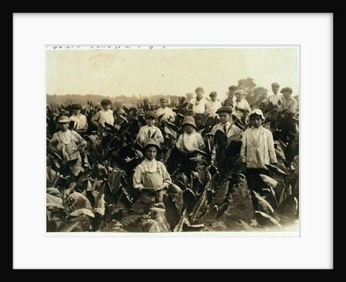 Goodrich Tobacco Farm, near Gildersleeve, Connecticut, 1917 by Lewis Wickes Hine