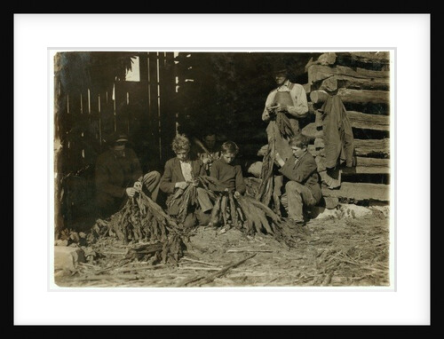 Sons of J.H. Burch aged 12, 14 & 17 stripping tobacco during school hours at Warren County, Rockfield, Kentucky, 1916 by Lewis Wickes Hine