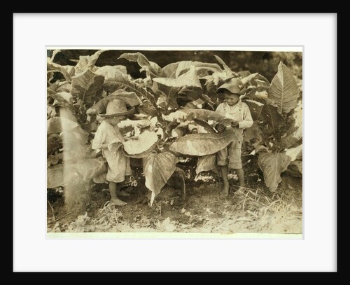 Amos 6 and Horace 4 worm and sucker tobacco plants all day for their father John Neal at Warren County, Albaton, Kentucky, 1916 by Lewis Wickes Hine