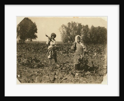 Amelia and Mary Luft, 9 and 12, cutting sugar beet on farm near Sterling, Colorado, 1915 by Lewis Wickes Hine