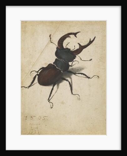 Stag beetle, 1505 by Albrecht Dürer or Duerer