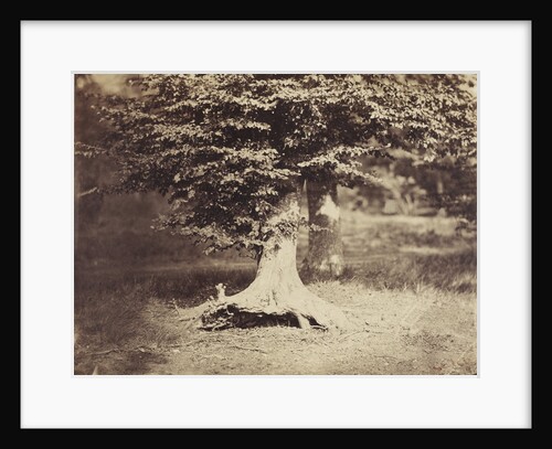 The Beech Tree, c.1855-7 by Gustave Le Gray