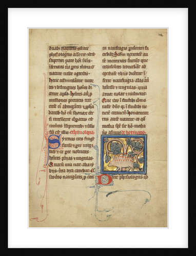A Hedgehog from a bestiary Ms Ludwig XV 4, fol. 82, c.1280-1300 by Franco-Flemish School