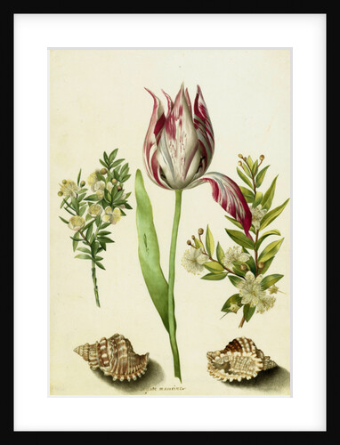 Tulip, two Branches of Myrtle and two Shells, c.1700 by Maria Sibylla Graff Merian