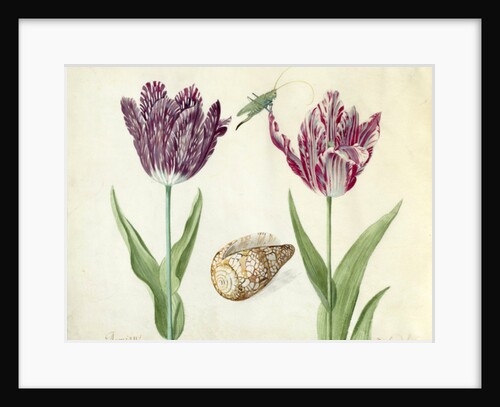 Two Tulips, a shell and a grasshopper, 1637-45 by Jacob Marrel